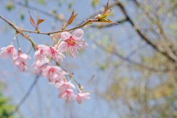 Himalayan Cherry is pink flower