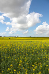 Fototapeta premium Coltivazione Colza