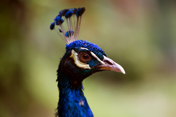 Naklejka premium Portrait of beautiful peacock with feathers out