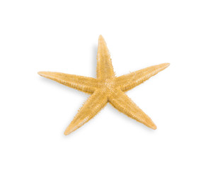 Fototapeta na wymiar sea star isolated on white background