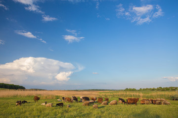 Obraz premium Cows grazing in green meadow.