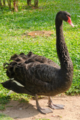 Obraz premium black duck