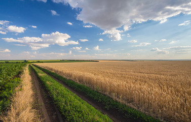 Summer Landscape with Wheat Field