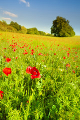 Red poppy flowers in green field