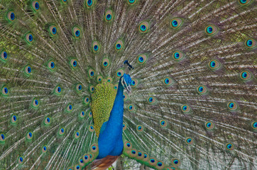 Naklejka premium blue peafowl