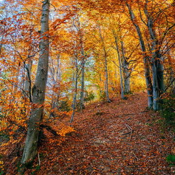 winding road in autumn landscape