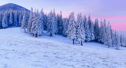 magical winter snow covered tree
