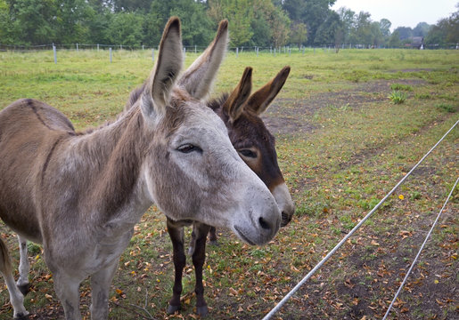 Two Donkeys