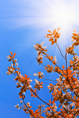 Tree leaves on blue sky