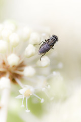 Black fly on white flowers
