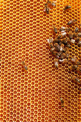 Working bees on honeycombs filled with honey
