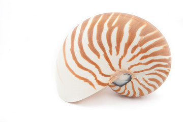 tropical seashell
