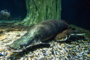 A large fish