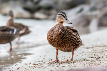 Wild duck