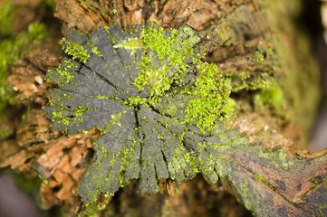 Green moss growing on a tree stump