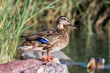 Wild duck