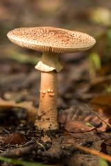Blusher fungi (Amanita rubescens)