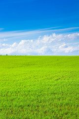 Background Forest Country