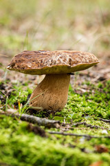 Porcini fungi