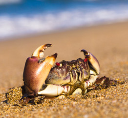 By the Sea Pure Threat