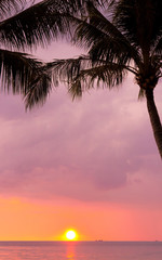 Sunset Divine Palm Paradise
