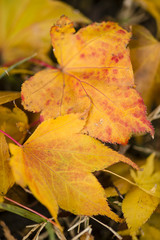 Maple red and orange leaves fallen on ground