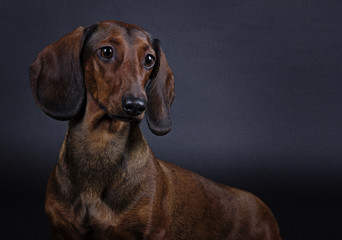 dog Dachshund miniature smooth-haired