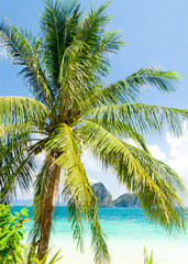 Obraz premium Serenity Shore Coconut Coast