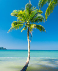 Fototapeta na wymiar Coconut Coast Relaxation In Peace