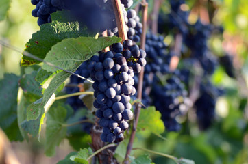 Weintrauben