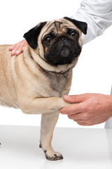 Veterinarian holding little pug paw