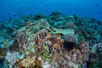 Naklejka na ściany i meble Coral Reef and Fish
