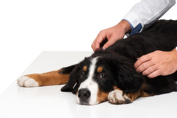Sad bernese mountain dog and veterinarian