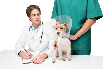 Veterinarian diagnosing little pug in collar