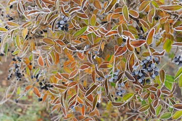 Frozen leaves. winter Background