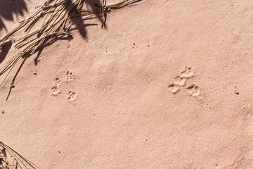 frog prints in sand