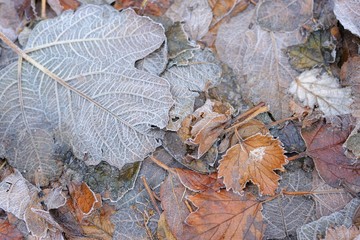 Frozen leaves for scrapbooking