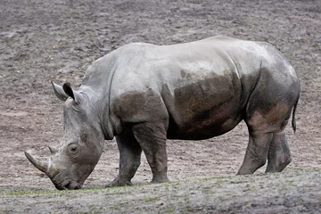 Foto op Plexiglas White Rhinoceros (Ceratotherium simum) © dennisjacobsen