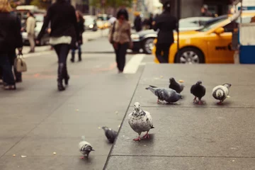Fototapete New York Tauben auf der New York Street, USA