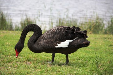 Schwarzer Schwan in der Wildnis - Australien