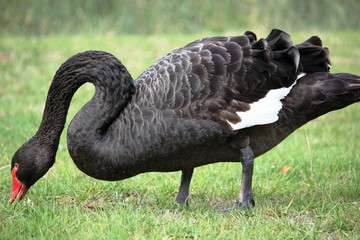 Schwarzer Schwan in der Wildnis - Australien