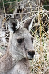 Kanguruhgesicht in den Grampians - Australien