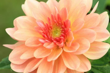 Afwasbaar Fotobehang Dahlia Dahlia bloem