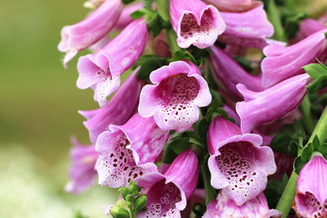 Common Foxglove flowers © qaz1235
