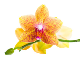 Obraz na płótnie Canvas beautiful blossoming pointed orange orchid is isolated on white