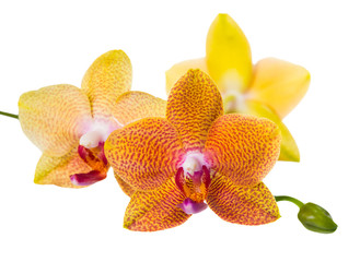 Fototapeta na wymiar twig of pointed orange orchid is isolated on white background, c