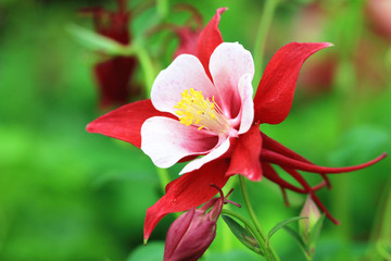 Columbine flower