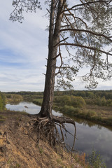 Корни сосны держатся за обрывистый берег реки © muhor