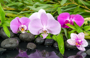 Obraz na płótnie Canvas Wellness: Orchideen, Steine, Bambus und Wasser :)