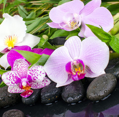 Wellness: Orchideen, Steine, Bambus und Wasser :)